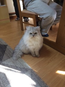 ぴんく_171228_0003