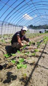 928 定植_180929_0016