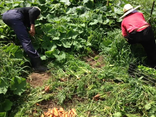 かぼﾁｬﾝKさんタクト　