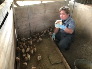 1021 ヒヨコ来たー！_181027_0003