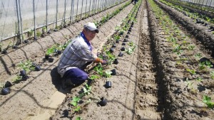 928 定植_180929_0013