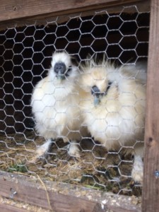 あがぺ餅つき_171228_0063