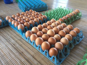 伊賀第一農園_180119_0040