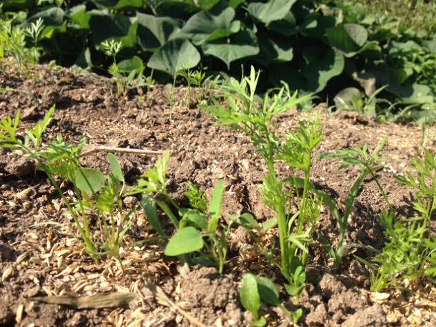 ニンジンまびき