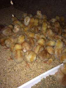 伊賀第一農園_171229_0021