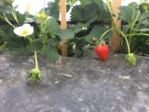 伊賀第一農園_180119_0030