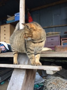 おっかさん_171228_0002