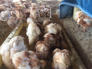 伊賀第一農園_180119_0008