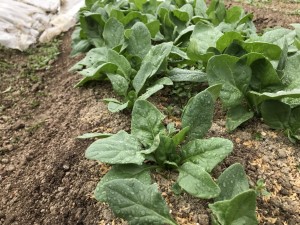 伊賀第一農園_180406_0047