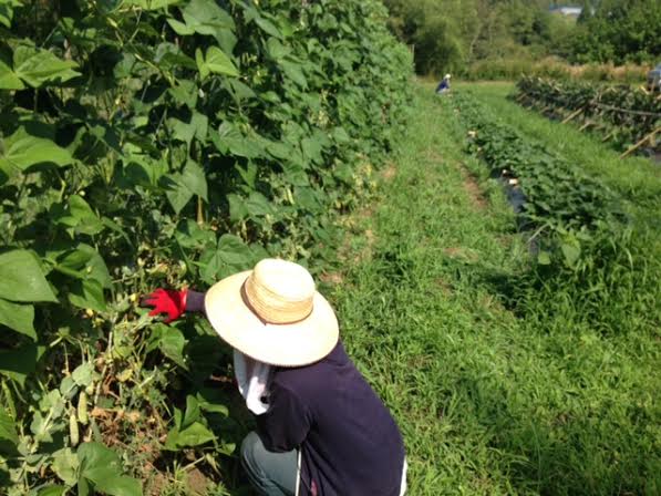 いんげんとり卓と