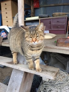 おっかさん_171228_0003