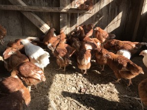 伊賀畑にわとり