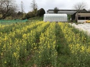 伊賀第一農園_180406_0045