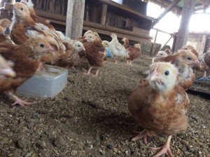 伊賀第一農園_171229_0022