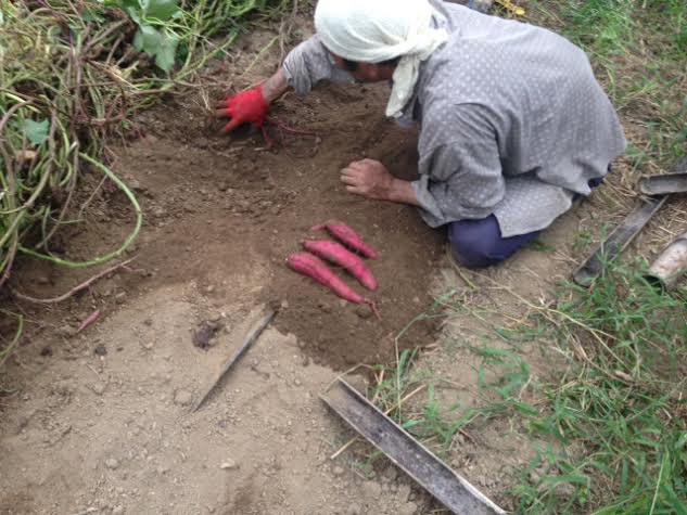 イモほりのすけ