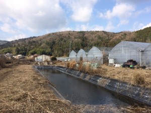 苺ハウス_180112_0008