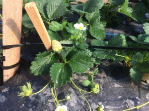 伊賀第一農園_180119_0005