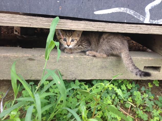 にゃんころころめ