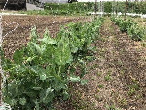 伊賀第一農園_180406_0042