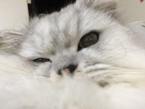 ぴんく_171228_0004